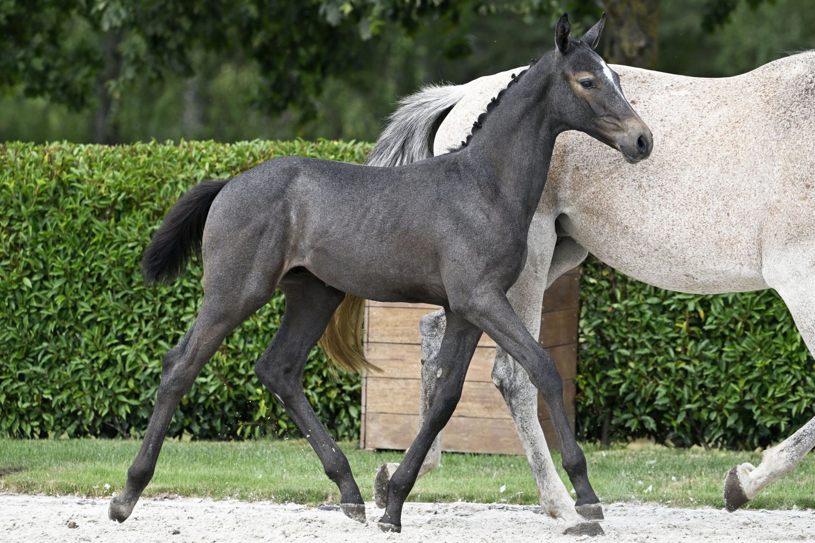 QUINTERO VAN DE GEENEINDE Z - Handsome colt by World